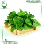 نعنا سینا